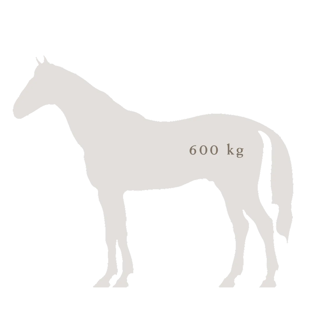 ausstellungsgrafik_tieranatomisches_theater_pferd