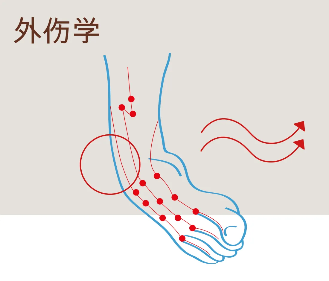 drzippelius_illustration(c)dagmarpuzberg