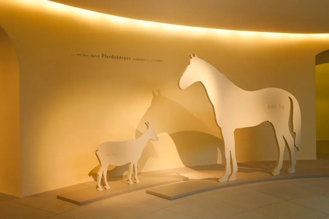 ausstellungsgrafik_Tieranatomisches Theater Raum