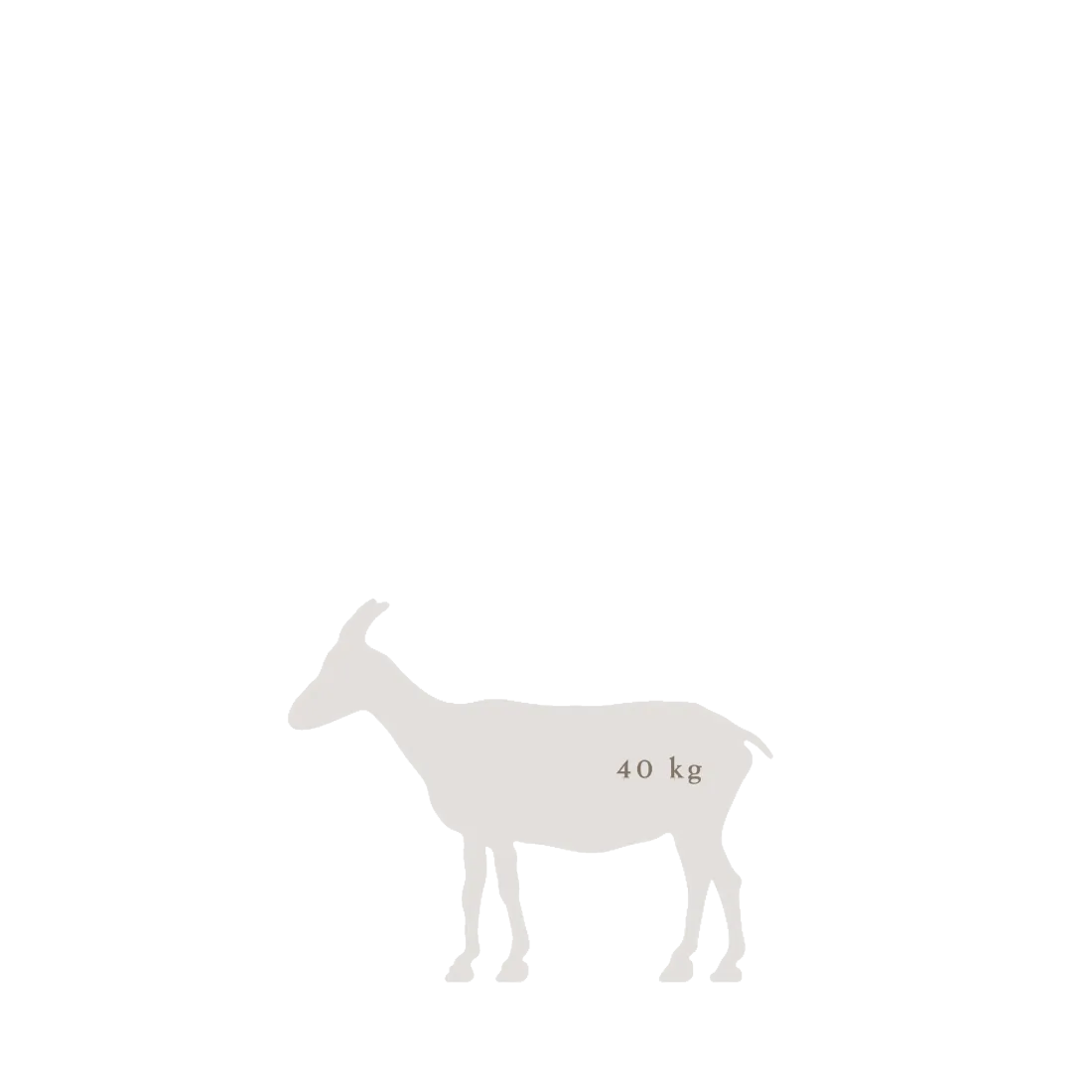 ausstellungsgrafik_tieranatomisches_theater_ziege 40kg